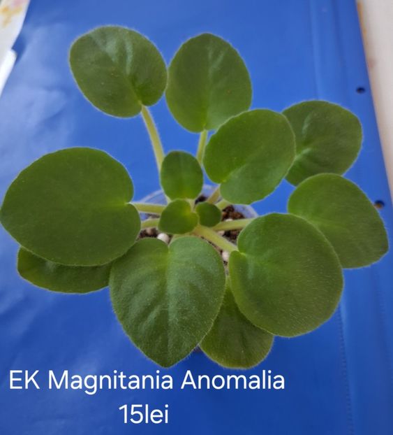  - APui de violete de colecție de vânzare Septembrie 2025