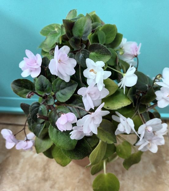  - APui de violete de colecție de vânzare Septembrie 2025