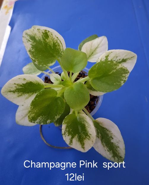  - APui de violete de colecție de vânzare Septembrie 2025