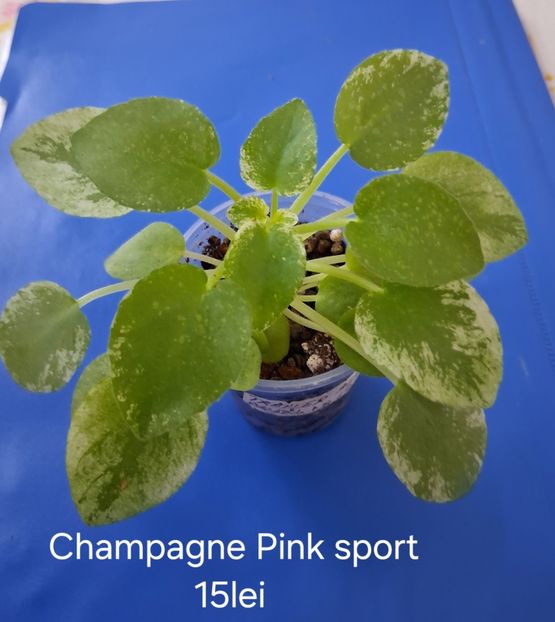  - APui de violete de colecție de vânzare Septembrie 2025