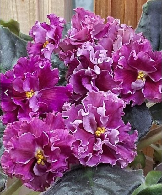  - APui de violete de colecție de vânzare Septembrie 2025