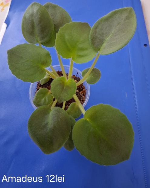  - APui de violete de colecție de vânzare Septembrie 2025