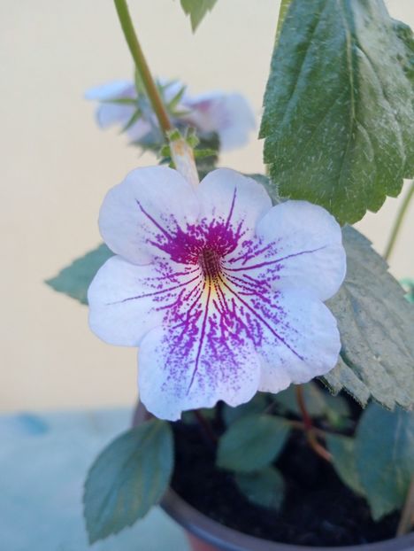 Ambroise Verschaffelt - Achi cu 6 sau mai multe petale