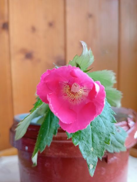 2025 - Belas Memorias