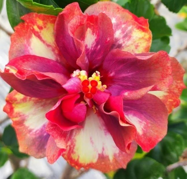  - D Sakura Candy Snow Mountain