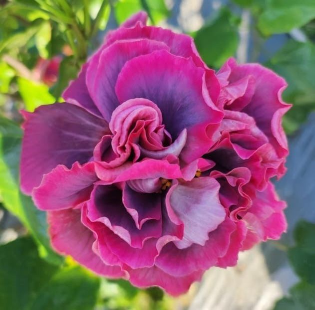  - D Sakura Ballet Clothes