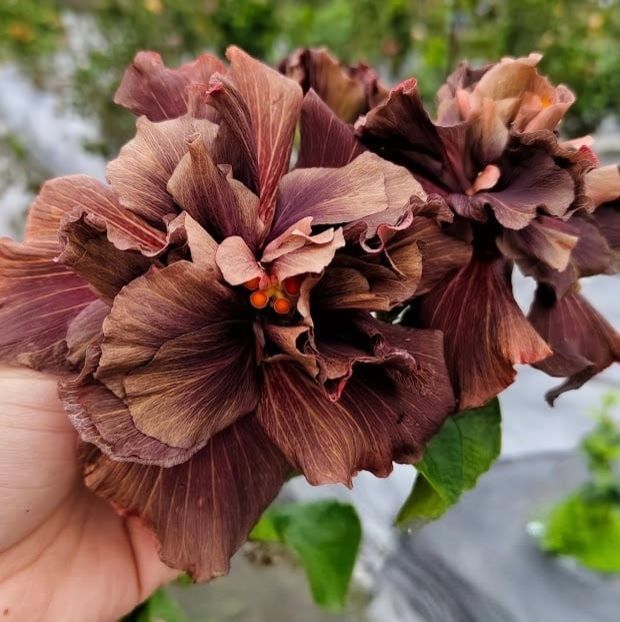  - D Sakura Whiskey Cream