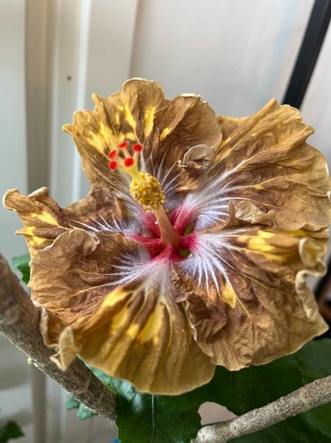  - Taiwan Formosa Autumns Fairy Tale