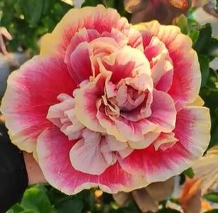  - D Sakura Rouge Ribbon