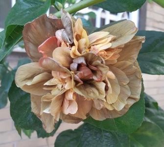  - Chis Garden Dragon Bay