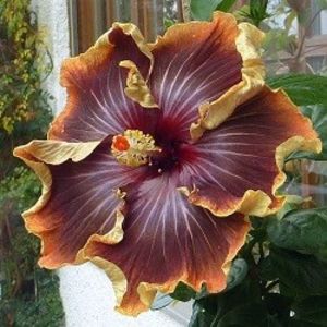 My Special Friend Tom - My Special Friend Tom