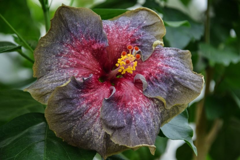  - RK Midnight Zephyr