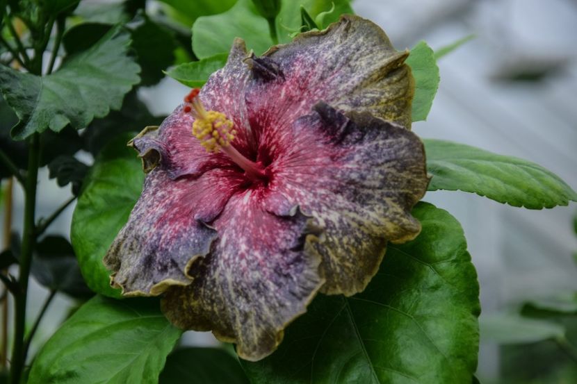  - RK Midnight Zephyr