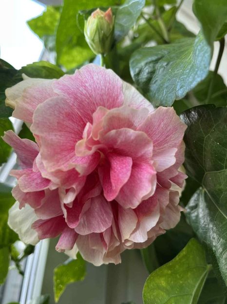  - Mary s Miss Annabella