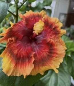 az - Mary s The Way Of Love