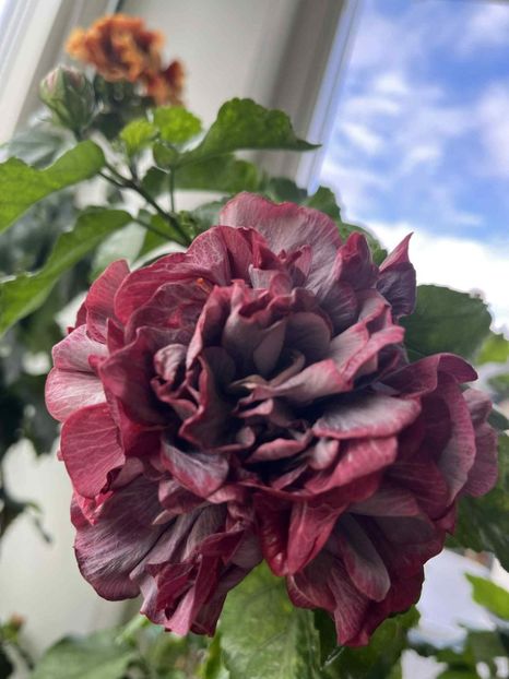  - D Sakura A Tribute To Spring