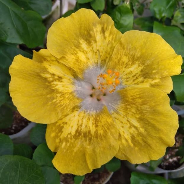  - Chis Garden Golden Sand Fall