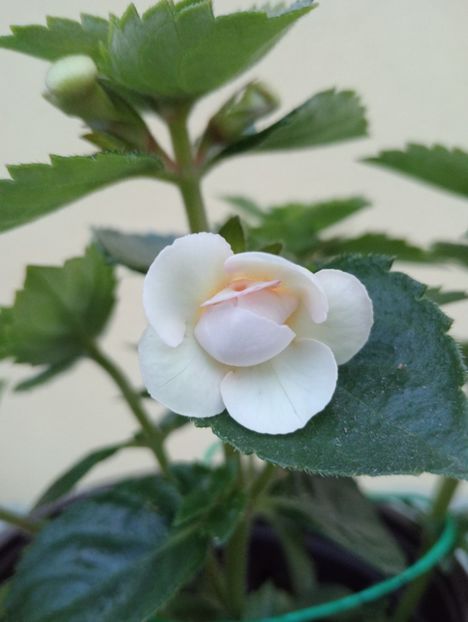 RFs Pina Colada - - - - 2025