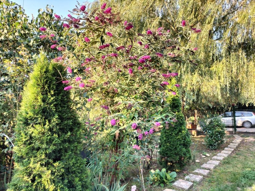 IMG20250811074900 - vara 2025