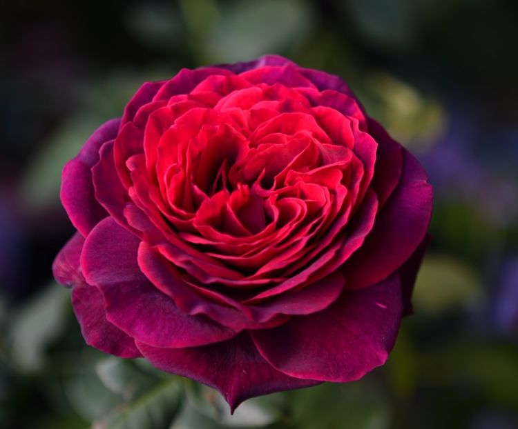 Astrid Graffin (tufa) 40 lei - Toamna 2025