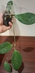 25 august 2025 - Hoya Ban Ngong Ngoy