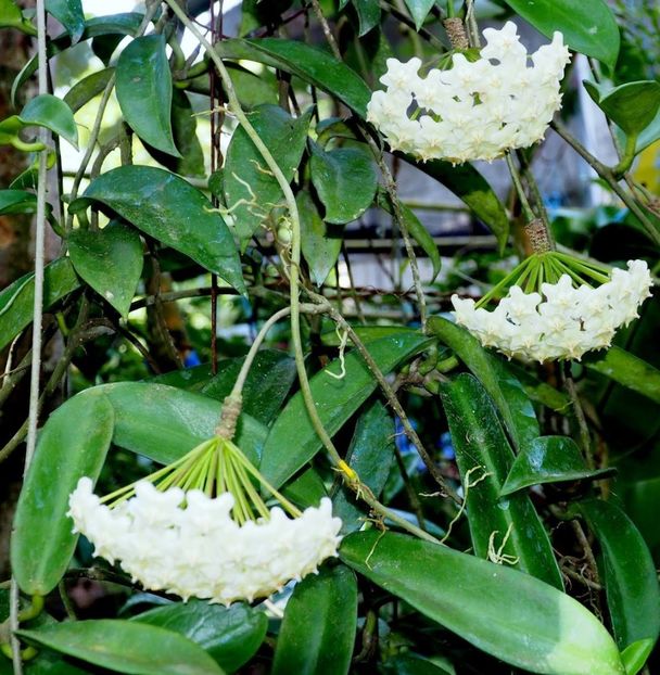 foto net - Hoya Celata