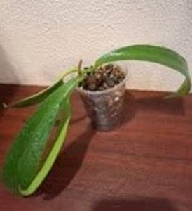 25 august 2025 - Hoya Celata