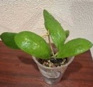 25 august 2025 - Hoya Elmerii