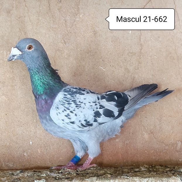 Mascul 21-662 - Stropit