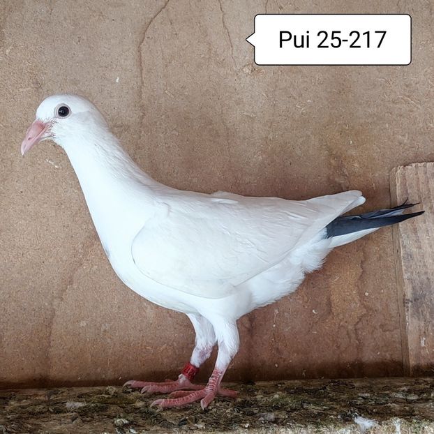 Pui 25-217....-20 lei - Porumbei vanduti