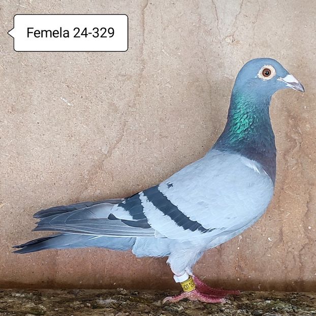 Femela 24-329 - Vanat