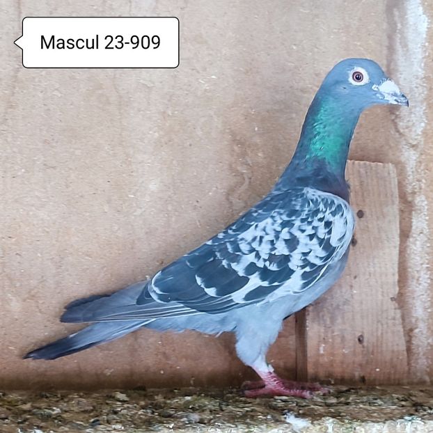Mascul 23-909 - Stropit