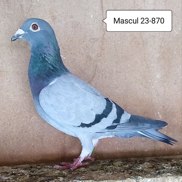Mascul 23-870 - Vanat