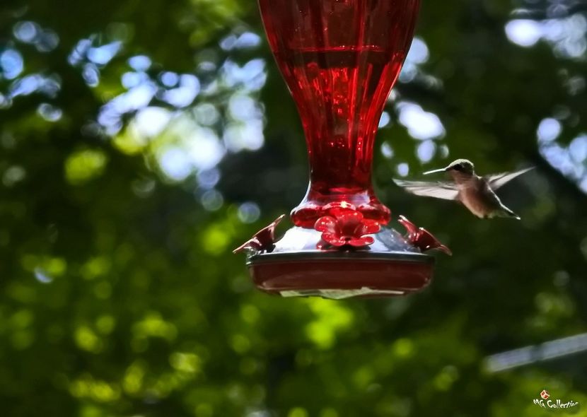 Colibri 2b 1 - C - BIRDS - Pasari