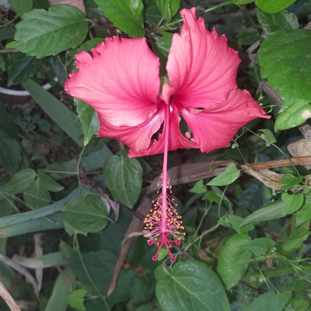 25.08.2025 - HIBISCUSI 2025-4