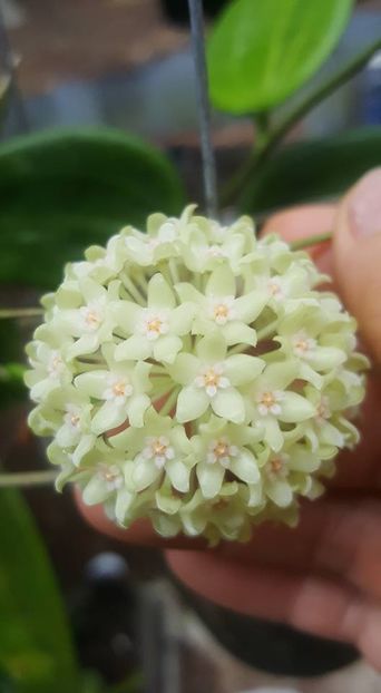 Foto net - Hoya Hanhiae White