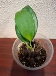 25 august 2025 - Hoya Hanhiae White