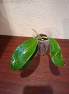 25 august 2025 - Hoya Meliflua