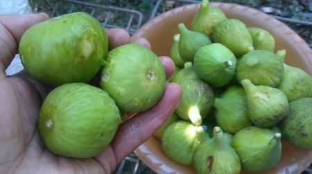smochin Dottato1 - aaPlante fructifere disponibile