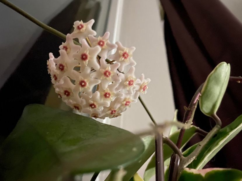 foto net - Hoya Tam Dao