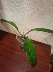 25 august 2025 - Hoya Tam Dao