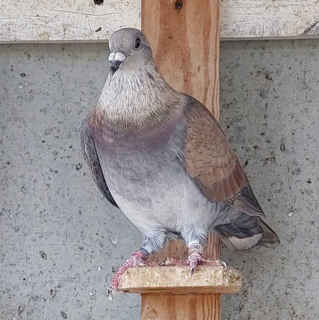  - Nu îmi aparțin 10