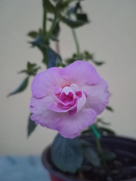  - BriDs Monica Nicoleta