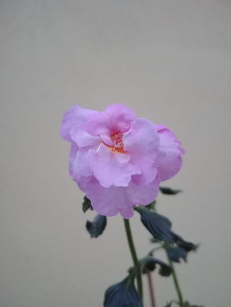  - BriDs Monica Nicoleta