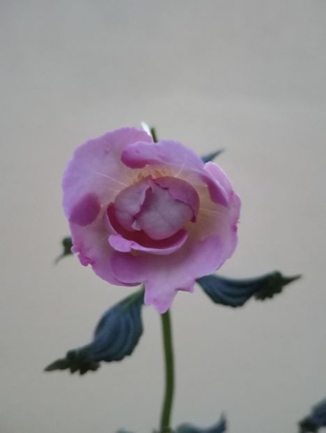  - BriDs Monica Nicoleta