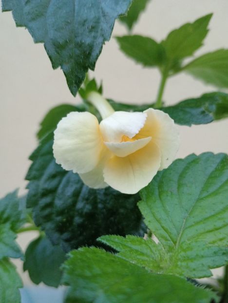 2025 - Fortune Cockie