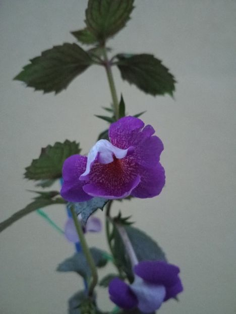 Blue Hurricane - - - - 2025