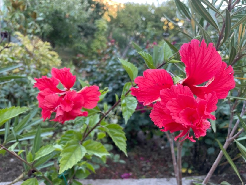  - 0006 - Hibiscusi 2025 - 2
