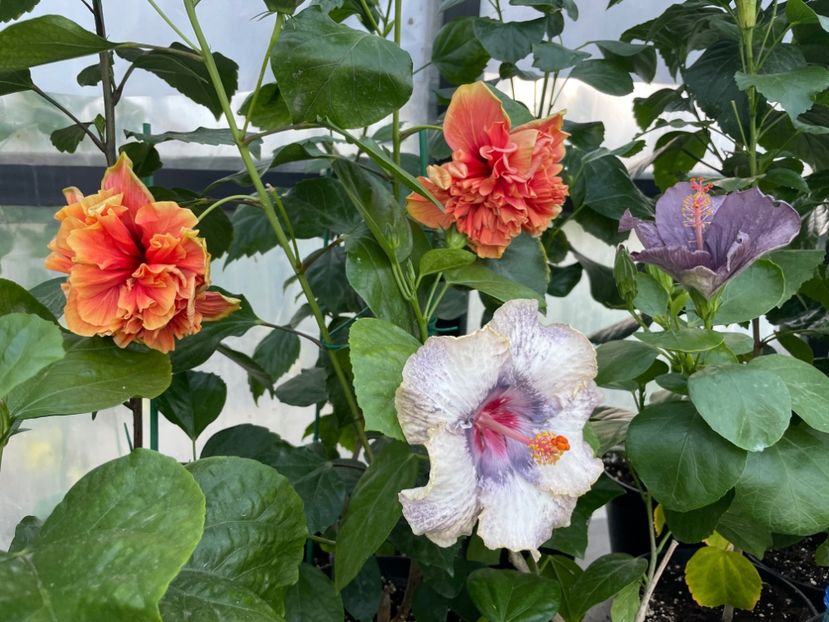  - 0006 - Hibiscusi 2025 - 2