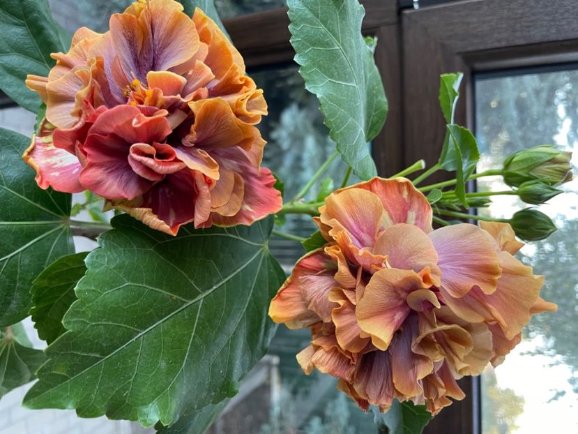  - 0006 - Hibiscusi 2025 - 2